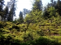 Direkt am Nationalpark Schwarzwald