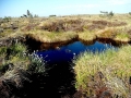 Hochmoor an der Hornisgrinde